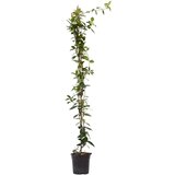 Plant in a Box zvezdasti jasmin - trachelospermum jasminoides - višina 110-120cm - ⌀17cm, (21757510) Cene