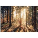  Samoljepljiva foto tapeta - Autumnal Forest 441x315 | shoptok.hr