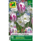 AUSTROSAAT Mešanica tulipanov in narcis "Alaskan Aurora" Cene