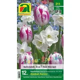 Mešanica tulipanov in narcis "Alaskan Aurora"