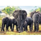 Trefl Puzzle - African elephants - 1.000 delova | Eponuda.com