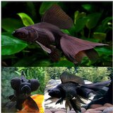 Akvarijum Centar Goldfish crni teleskop Cene