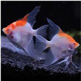Akvarijum Centar albino red cap angelfish | ePonuda.com