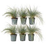 Plant in a Box sinjezelena bilnica - 6 kos - festuca glauca 'elijah blue' - V10-15cm - ⌀9cm, (21757450) Cene