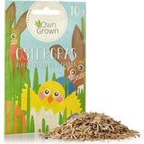 Own Grown Velikonočna trava | Shoptok.si
