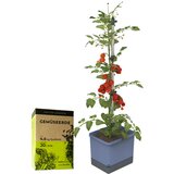 Gusta Garden TOM TOMATO z zemljo - modra Cene