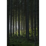 Venture Home poster Woods 70 × 100 cm, zeleni | shoptok.hr