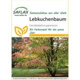 Saflax japonski cercidifil Cene