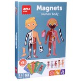 Apli Komplet magneti človeško telo, (20372592) | Shoptok.si