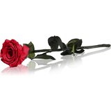 RoseAmor Red stabilizirana ruža na stabljici 30 cm 1 kom | shoptok.hr