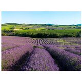  Tapeta - Lavender fields 300x231 | shoptok.hr