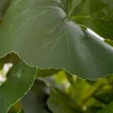 Ixia Umjetna biljka (visina 39 cm) Leaves – | shoptok.hr