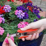  Makaze za cveće jednoručne FLOR70368 | ePonuda.com