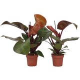Plant in a Box filodendron - 2 kos - philodendron 'sun light' - višina 20-30cm - ⌀12cm, (21757946) Cene