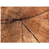  Tapeta - Tree trunk cross section 300x231 | shoptok.hr