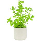 Rainforest bacopa lanigera Cene