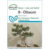 Saflax Bonsai - oljka cene