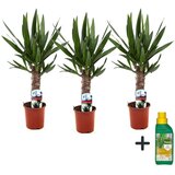 Plant in a Box prstasta juka - 3 kos - yucca elephantipes - višina 50-60cm - ⌀14cm, (21758202) Cene