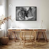  Slika - Lion\'s Love 90x60 U crnom drvenom okviru | shoptok.hr