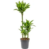 dracaena Cintho 21/110 - 60-30-15