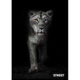 STREET Zvezek Safari A5 5mm karo | Shoptok.si