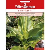 Dürr Samen banana drevo Cene