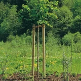  Potporanj za stablo (Duljina: 250 cm, Promjer: 60 mm, Bor, Zelene boje)