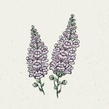 Jora Dahl Antirrhinum majus "Poletna sivka" - odolin Cene