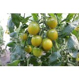 ReinSaat Koktajl paradižnik "Green Grape" Cene