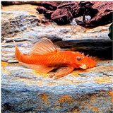 Akvarijum Centar Ancistrus sp. - Ancictrus super red | ePonuda.com