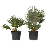 Plant in a Box evropska palma - 2 kos - chamaerops 'vulcano' - višina 35-45cm - ⌀19cm, (21757757) | Shoptok.si