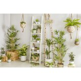 Modern Living Umetna Rastlina Noah | Shoptok.si