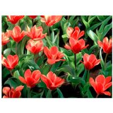  Tapeta - Painted flowers 400x309 | shoptok.hr