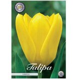  Cvjetne lukovice Tulipan Fosteriana Candela (Žuta, Botanički opis: Tulipa) Cijene