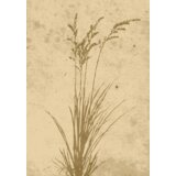 Venture Home poster Plant Art 70 × 100 cm, bež | shoptok.hr