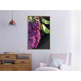  Poster - Violet May 30x45 | shoptok.hr