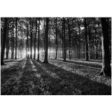  Tapeta - The Light in the Forest 400x280 | shoptok.hr