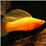 Akvarijum Centar Gold sailfin molly | ePonuda.com