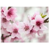  Tapeta - Spring blooming tree - pink flowers 200x154 | shoptok.hr