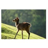 Nikon Objektiv Z 100-400mm f/4.5-5.6 VR S | Eponuda.com