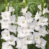 Royal De Ree Lukovica Gladiola, sabljica - Gladiolus Fidelio 8/1 | ePonuda.com