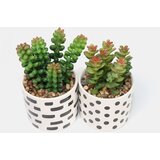 Sinsay Ukrasne biljke 2 pack | shoptok.hr