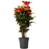 Plant in a Box kroton - codiaeum variegatum 'mrs. iceton' - višina 90-100cm - lonec 27cm, (21758274) | Shoptok.si
