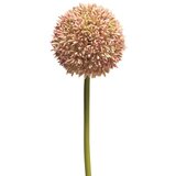  Cvet ALLIUM 68cm 11649-7 - Pink - NNT Cene