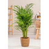 GROW by OBI Palma areka "Arrow" 110-120 cm Ø lončka pribl. 24 cm | Shoptok.si