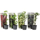 Plant in a Box mešanica jagodičja - 4 kos - rubus, rubrum, uva, fructosus - V25-40cm - ⌀9cm, (21757520) Cene