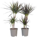 Plant in a Box dracena - 4 kos - dracaena marginata - višina 70-80cm - ⌀17cm, (21757926) Cene