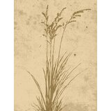 Venture Home poster Plant Art 30 × 40 cm, bež | shoptok.hr