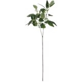 Ixia Umetni evkaliptus (višina 59 cm) – u