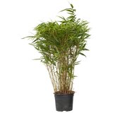 Plant in a Box bambus - fargesia nitida 'gansu' - višina 50-70cm - ⌀17cm, (21757629) Cene